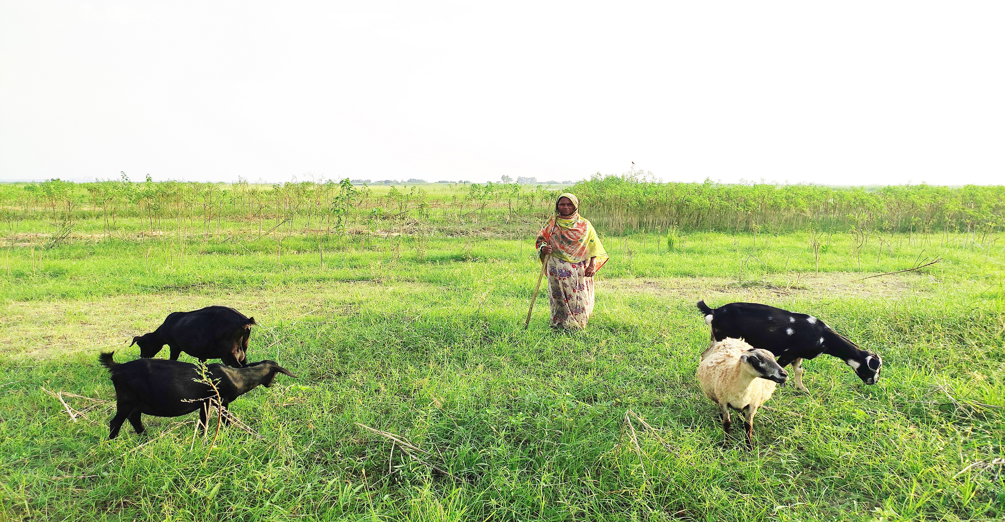 ঘাস বিক্রি করে সংসার&nbsp;চলে ছয়&rsquo;শ দরিদ্র পরি
